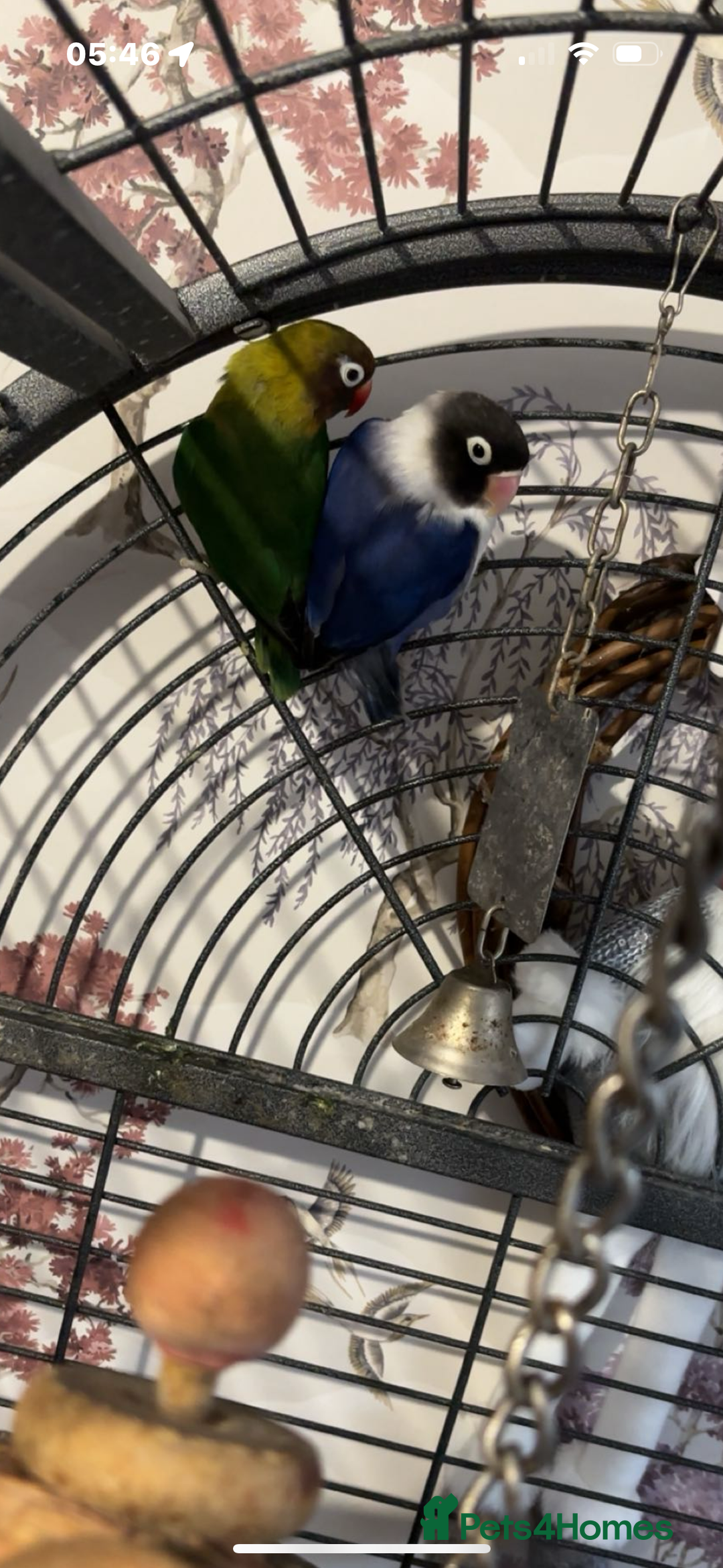 Lovebirds birds for sale: Lovebirds  - Advert 2