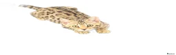 Bengal cats for sale: TICA Show winning 🏆 cattery  - Advert 10