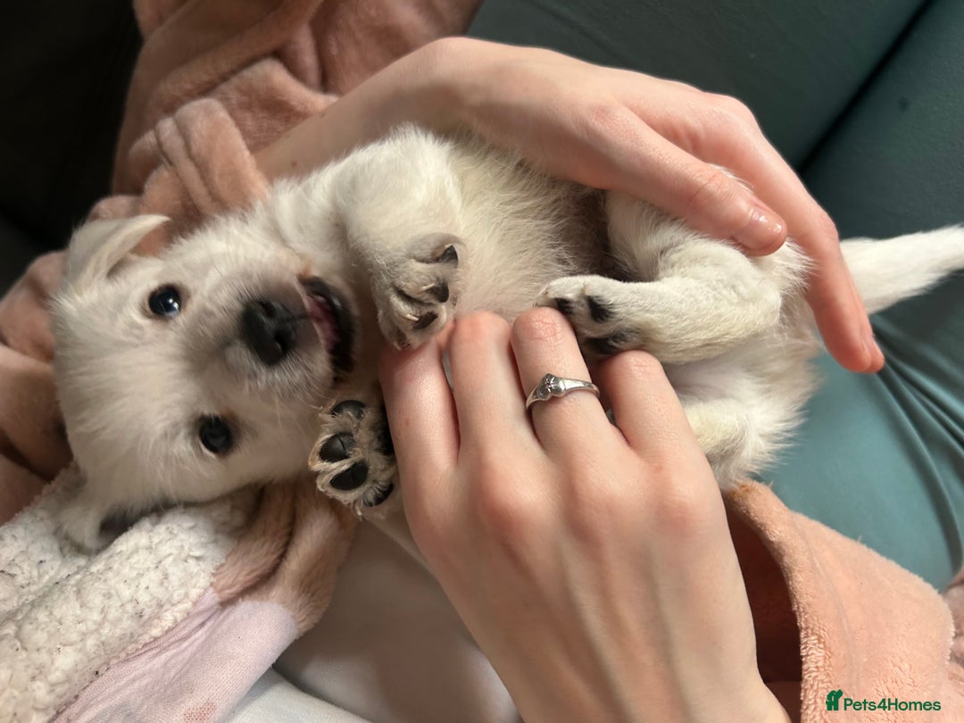 West Highland Terrier dogs for sale: Gorgeous West Highland White (Westie) Puppies - Image 19