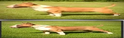 Bull Terrier dogs for sale: Outstanding Quality Bull Terrier Puppies - Advert 17