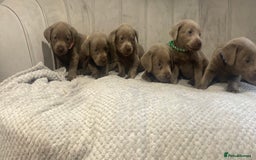 Labrador Retriever dogs for sale: Stunning silver Labradors puppy’s  - Advert 4