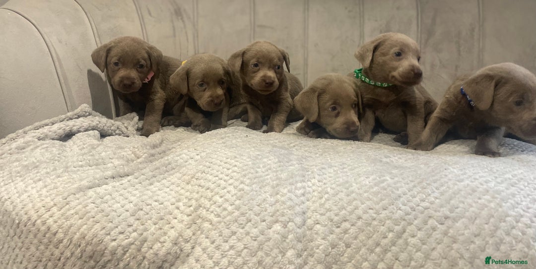 Labrador Retriever dogs for sale: Stunning silver Labradors puppy’s  - Advert 4
