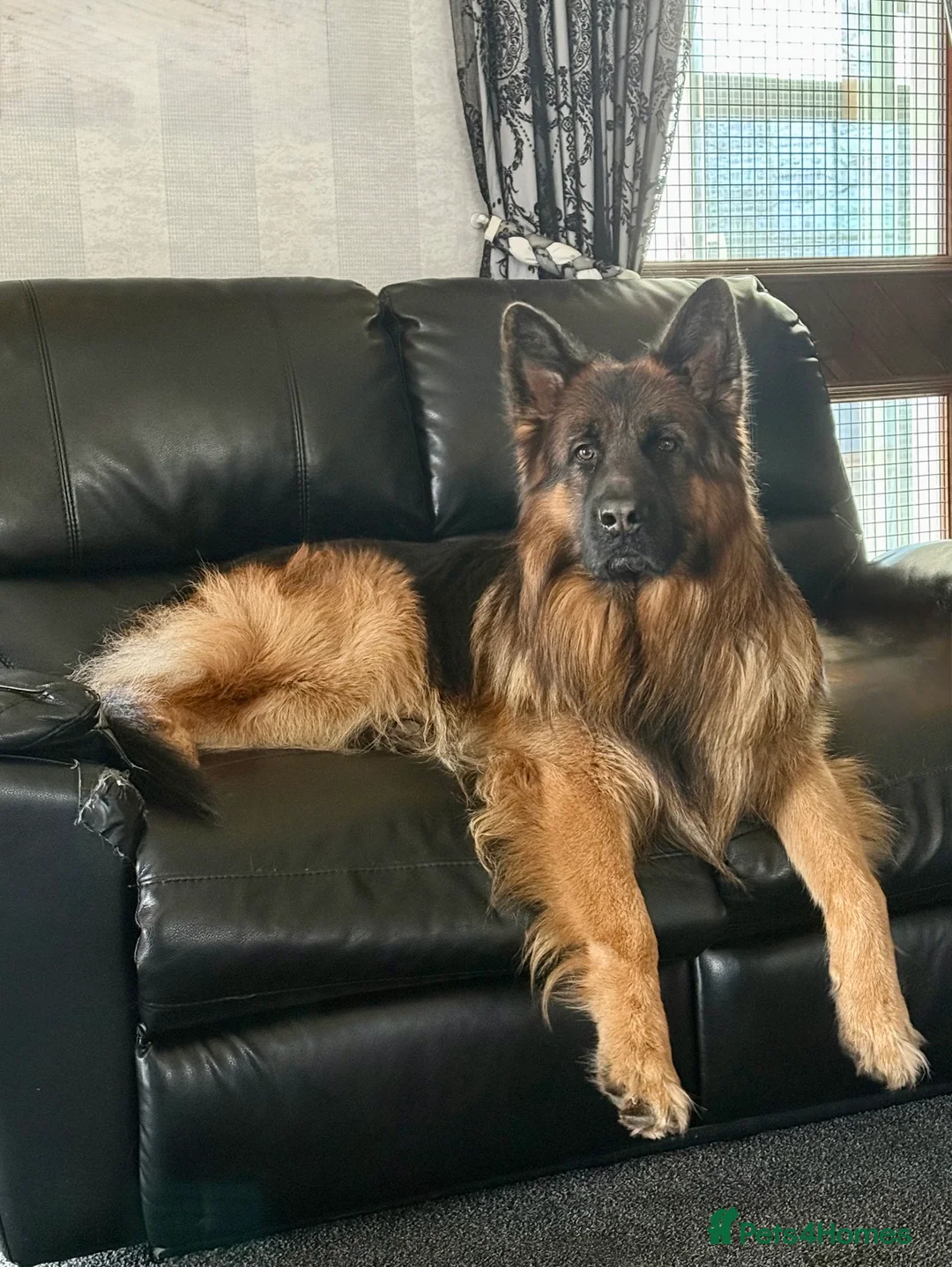 German Shepherd dogs for sale: Exceptional Beautiful litter of long coated  - Advert 2