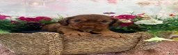Mixed Breed dogs for sale: F1BB ENGLISH SHOW TYPE COCKERPOOS in Waterlooville - Advert 10