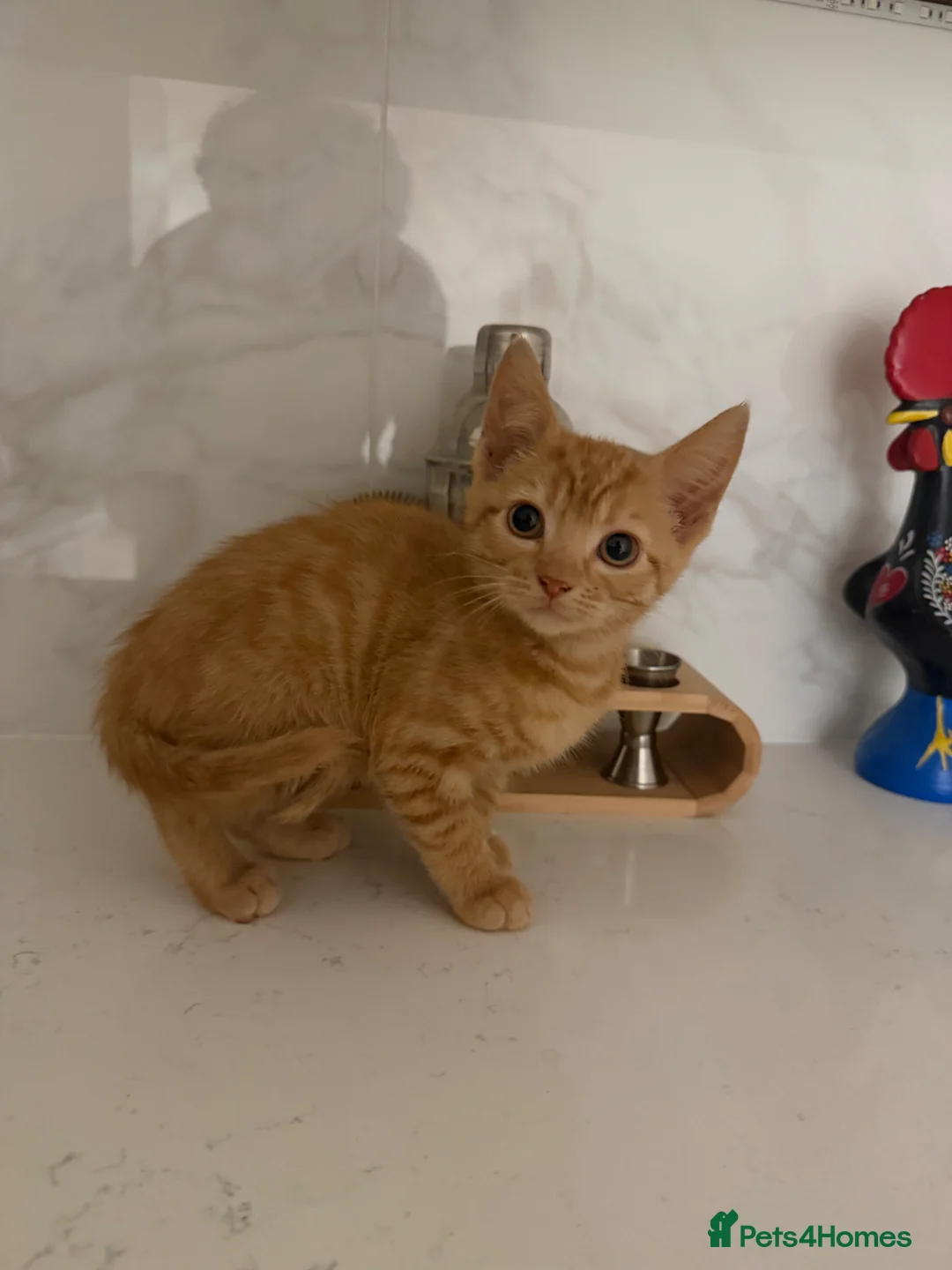 Brazilian Shorthair cats for sale: 2-3 months old kittens  - Advert 6