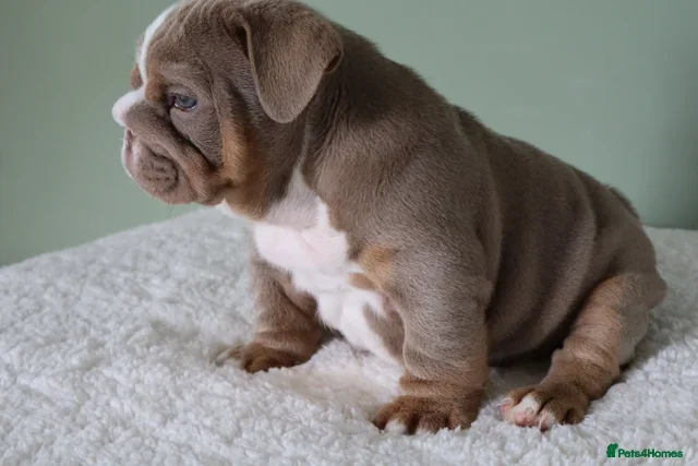 English Bulldog dogs Mr Muscles litter Quality English Bulldogs - Advert 1
