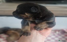 Mixed Breed dogs for sale: Bull-shepards  - Image 3
