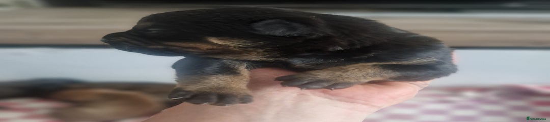 Mixed Breed Puppy 5
