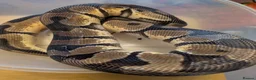 Python Snake reptiles for sale: Royal pythons - Advert 7