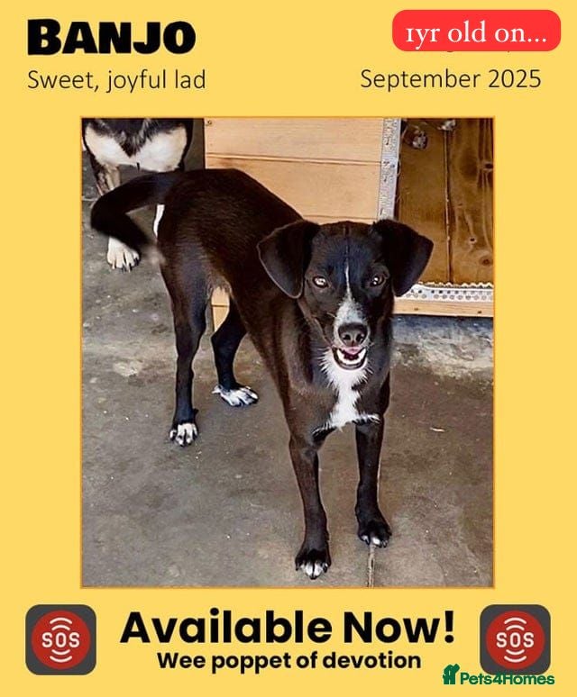 Mixed Breed dogs Banjo, 1 yr approx. Available for adoption. - Advert 8