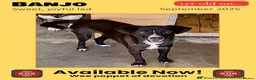 Mixed Breed dogs for adoption: Banjo, 1 yr approx. Available for adoption. - Advert 1