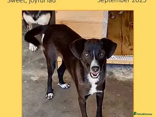 Mixed Breed dogs Banjo, 1 yr approx. Available for adoption. - Advert 22