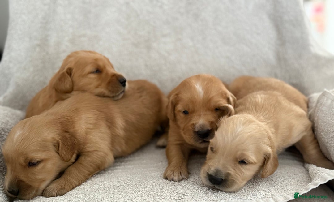 Golden Retriever dogs for sale: Stunning KC registered Golden Retriever puppies - Image 6