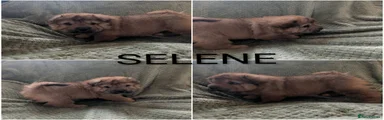 SELENE