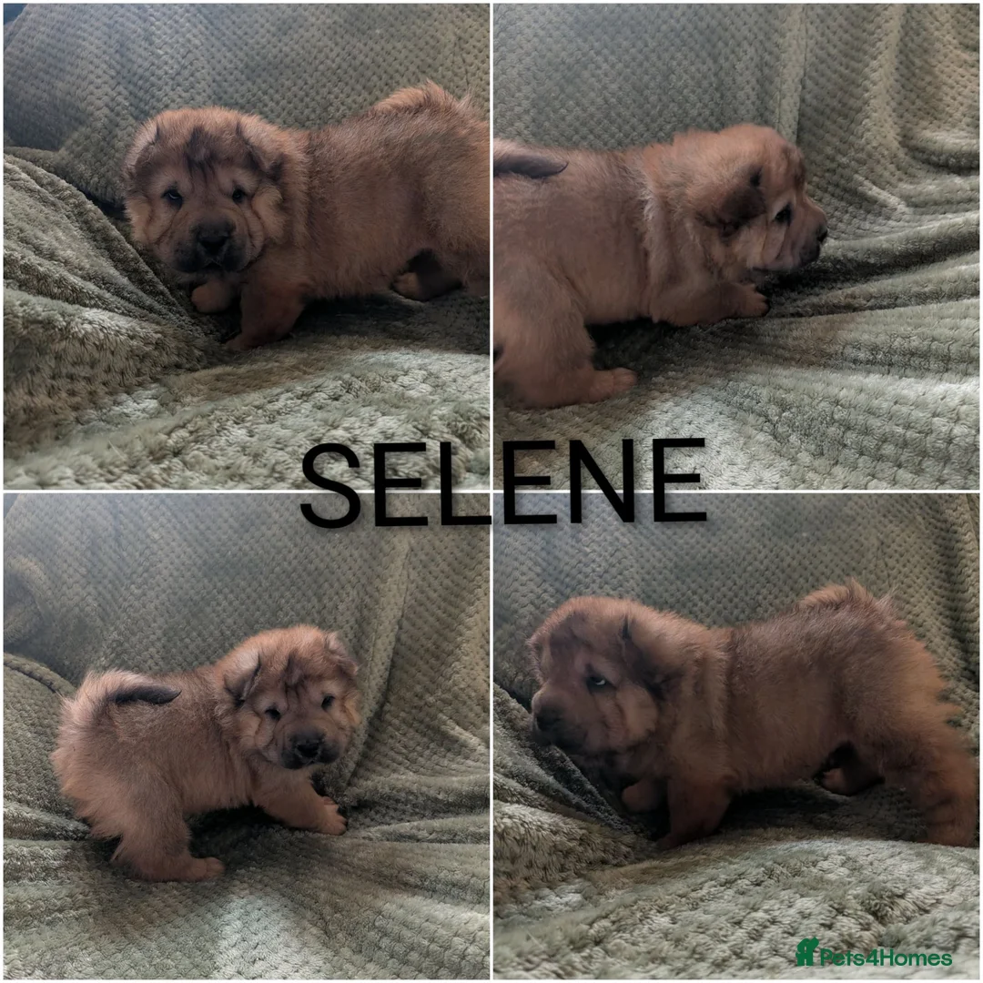 Shar Pei dogs for sale: Beautiful litter of Shar Pei Puppies  - Advert 2