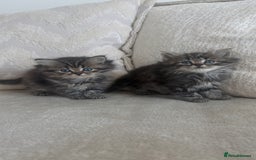 Persian cats for sale: Beautiful persian chinchilla kittens  - Image 11