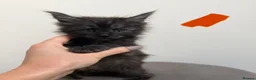 Maine Coon cats for sale: Ready now 😻 - Advert 34