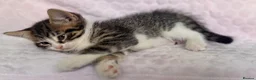 Mixed Breed cats for sale: BSH x Maine coon kittens (various prices) - Advert 12