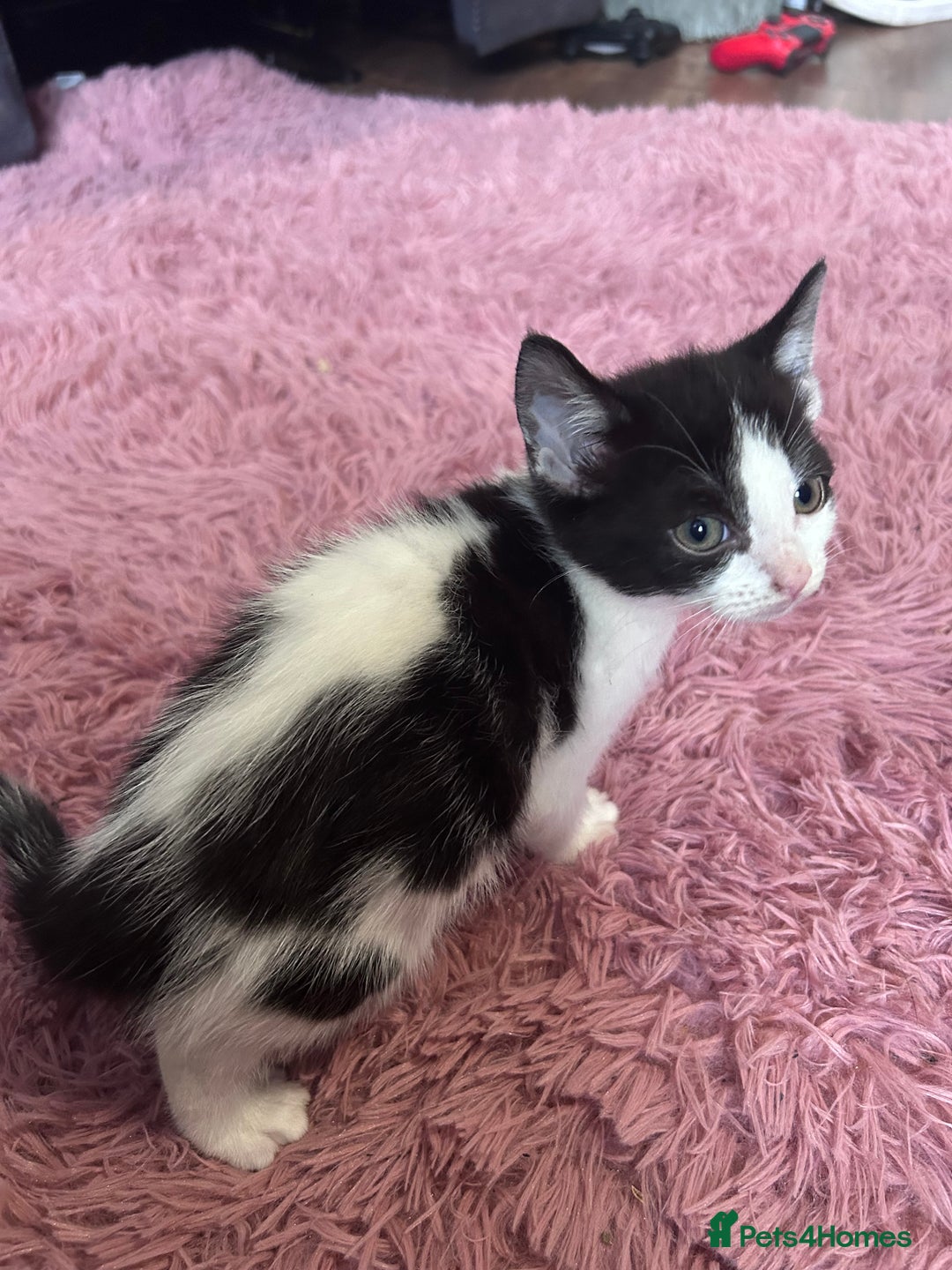 Mixed Breed cats for sale: Beautiful kittens looking for a forever home - Image 3