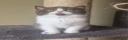 British Shorthair cats for sale: Tica registered British Shorthair Boy in Wigan - Advert 9