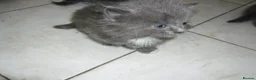 Mixed Breed cats for sale: 8 BEAUTIFUL KITTENS LOOKING FOR LOVING HOMES - Advert 14
