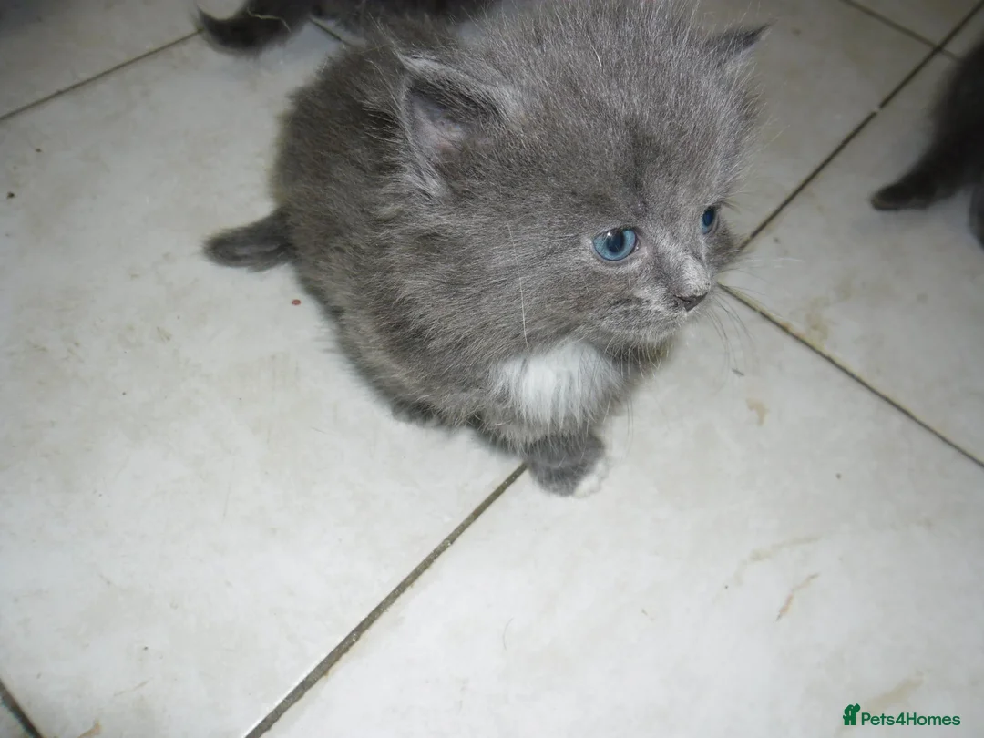 Mixed Breed cats for sale: 8 BEAUTIFUL KITTENS LOOKING FOR LOVING HOMES - Advert 14