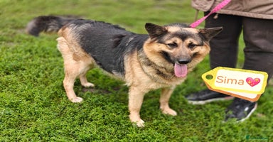 Mixed Breed dogs - Advert 4