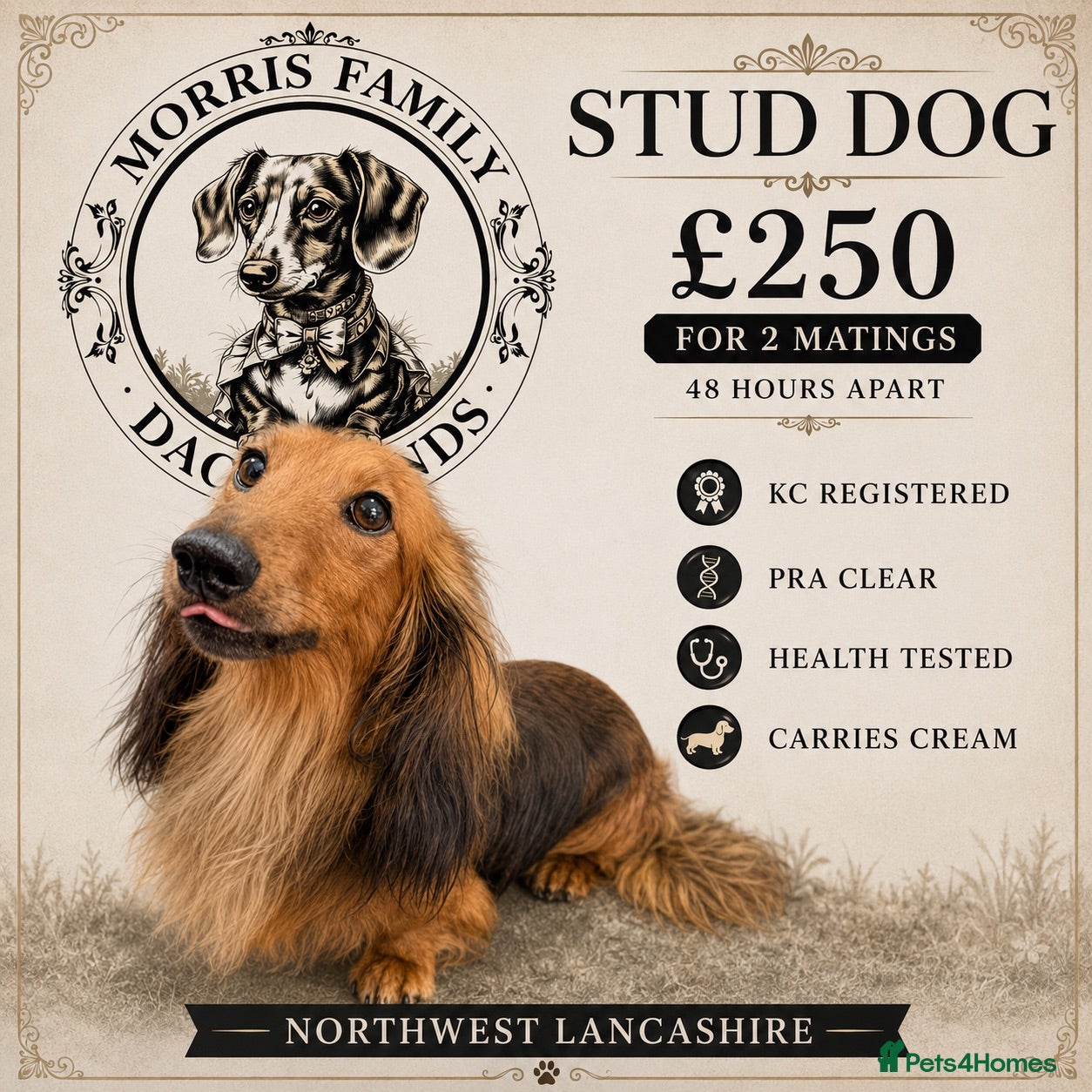 Miniature Dachshund dogs Beautiful shaded red long haired stud - Advert 24