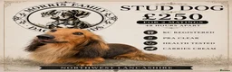 Miniature Dachshund dogs for stud: Beautiful shaded red long haired stud - Advert 1