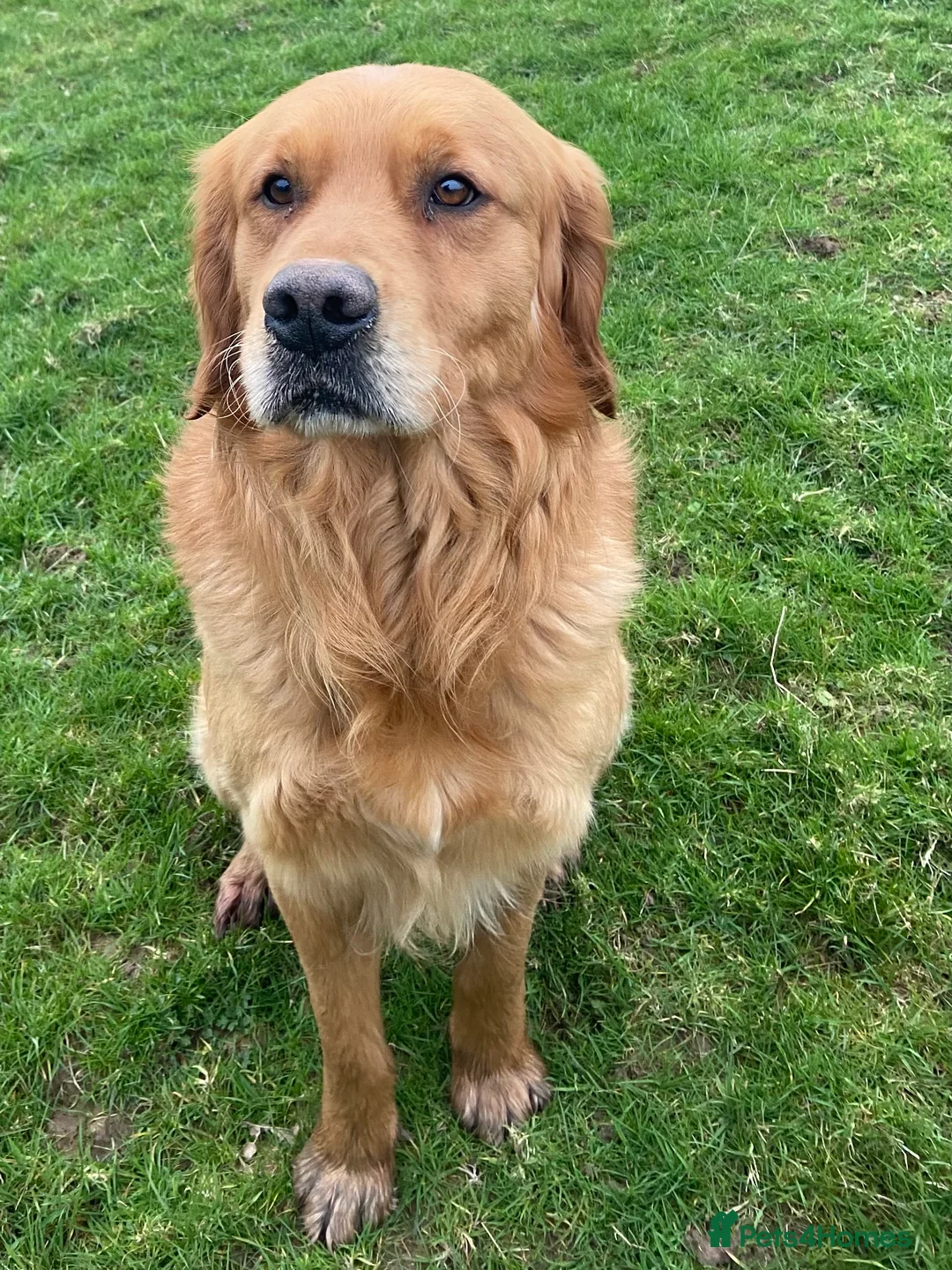 Golden Retriever dogs for stud: Rufus Golden Retriever Stud in Church Stretton - Advert 8