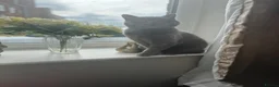 British Shorthair cats for sale: Gorgeous British blue shorthair female  - Advert 1