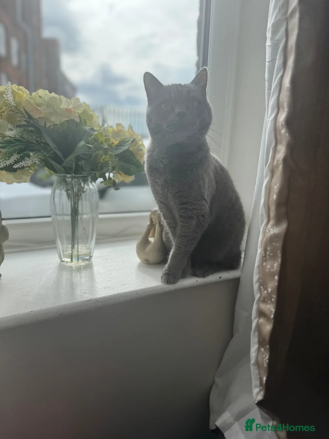 British Shorthair cats for sale: Gorgeous British blue shorthair female  - Advert 1