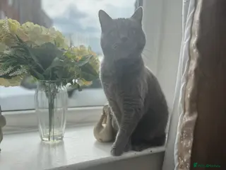 British Shorthair cats Gorgeous British blue shorthair female - Advert 1