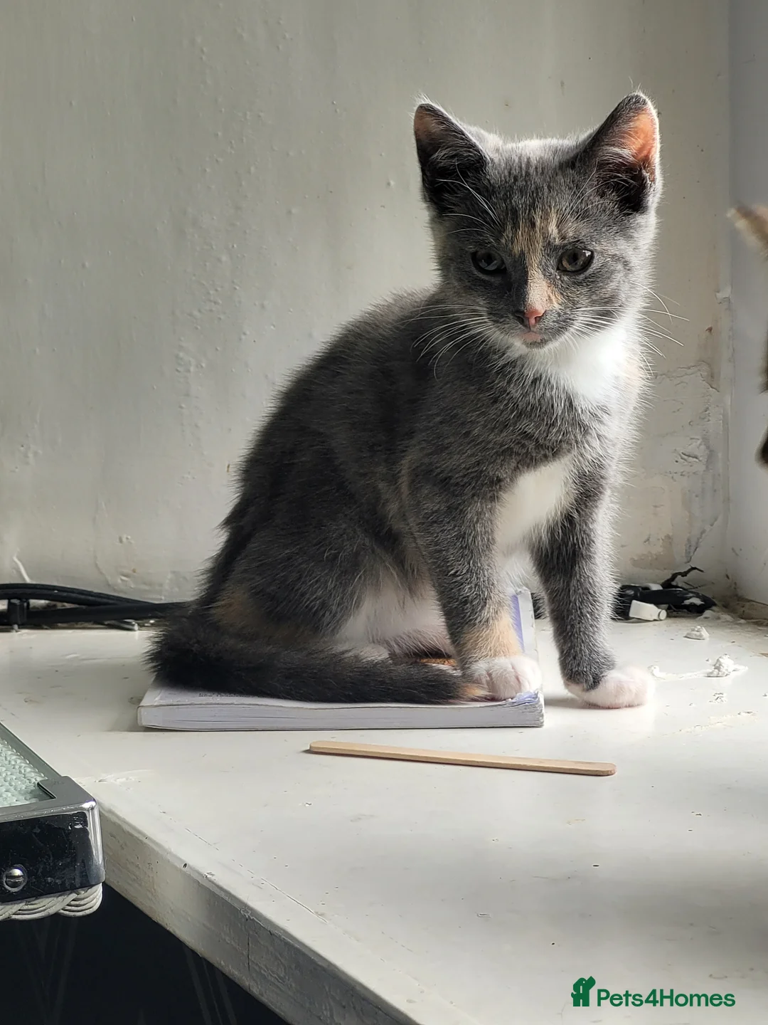 Domestic Shorthair cats for sale: 4 Kittens looking for new forever homes - Advert 2