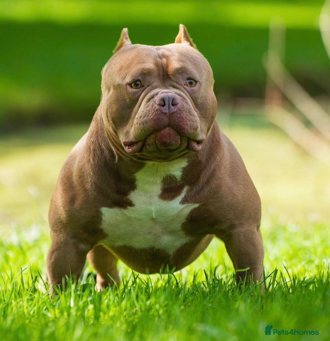 American Bulldog dogs for sale: Pocket bulldog  - Image 2