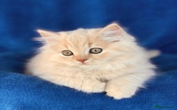 British Longhair cats for sale: Champion line kittens with excellent pedigrees - Image 9