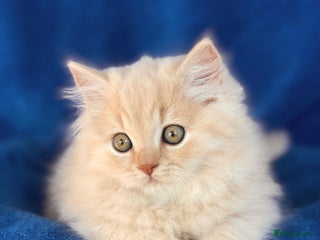 British Longhair cats - Advert 6