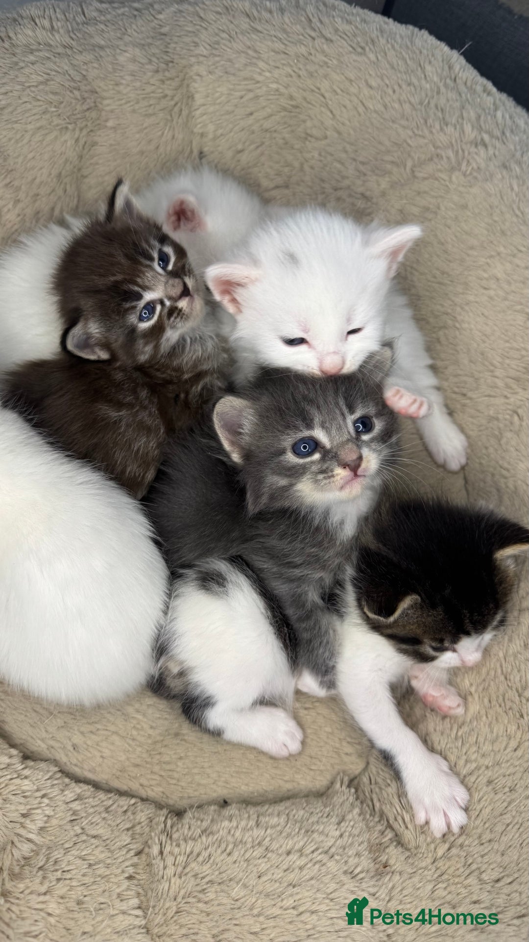 Turkish Van cats for sale: Rare Turkish van kittens for sale.  - Image 1