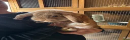 Mini Lop rabbits for sale: 9 month old buck - Advert 3