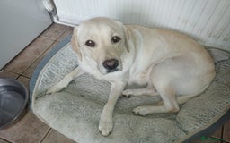 Labrador Retriever dogs for sale: Labradors puppys - Image 10