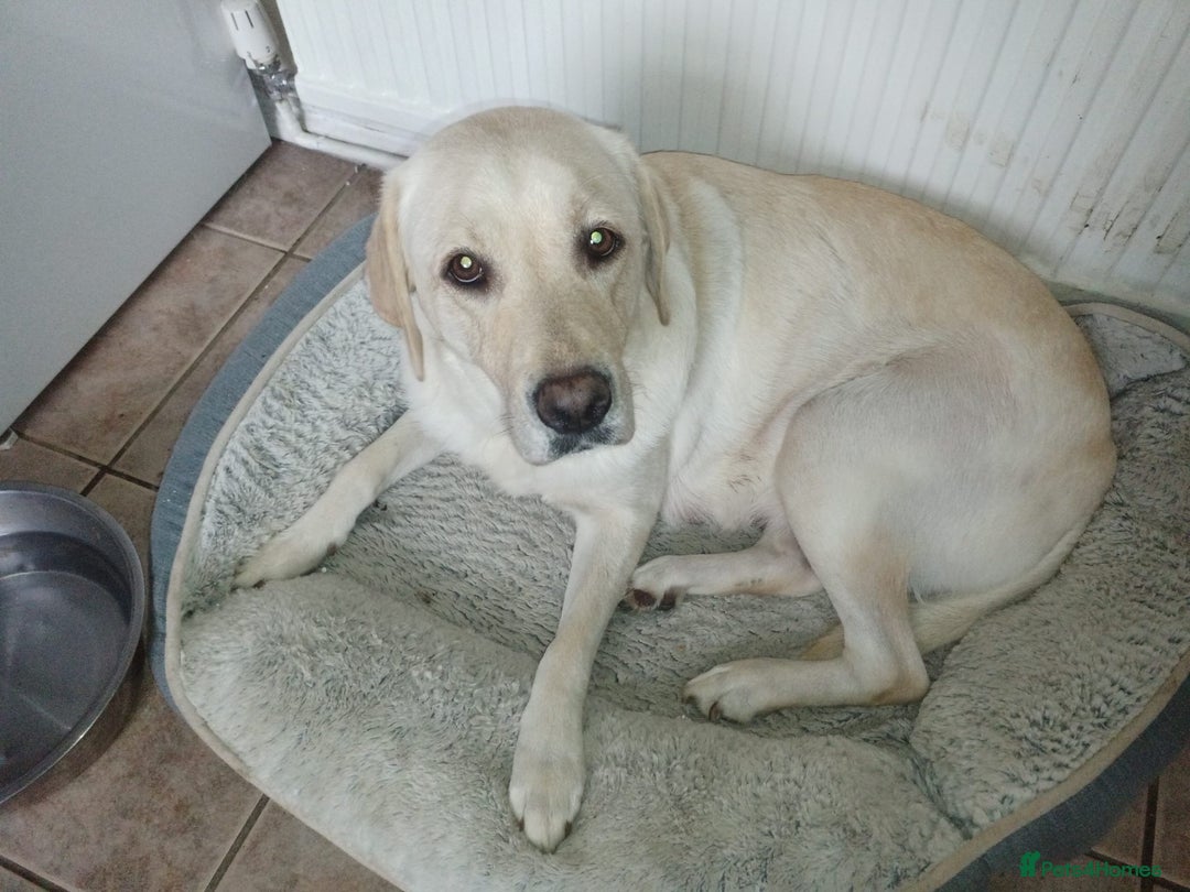 Labrador Retriever dogs for sale: Labradors puppys - Image 10