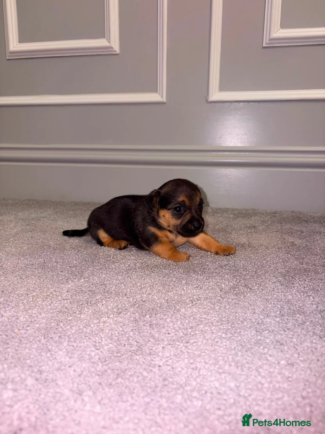 Jack Russell dogs for sale: Rainbow litter of Miniature Jack Russel Pups  - Advert 14