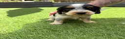 Cocker Spaniel dogs for sale: Cocker Spaniel Puppies – Blue Roan & Tri-Coloured - Advert 8
