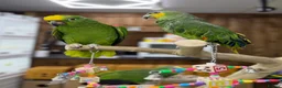 Parrots birds for sale: Baby amazon  - Advert 5