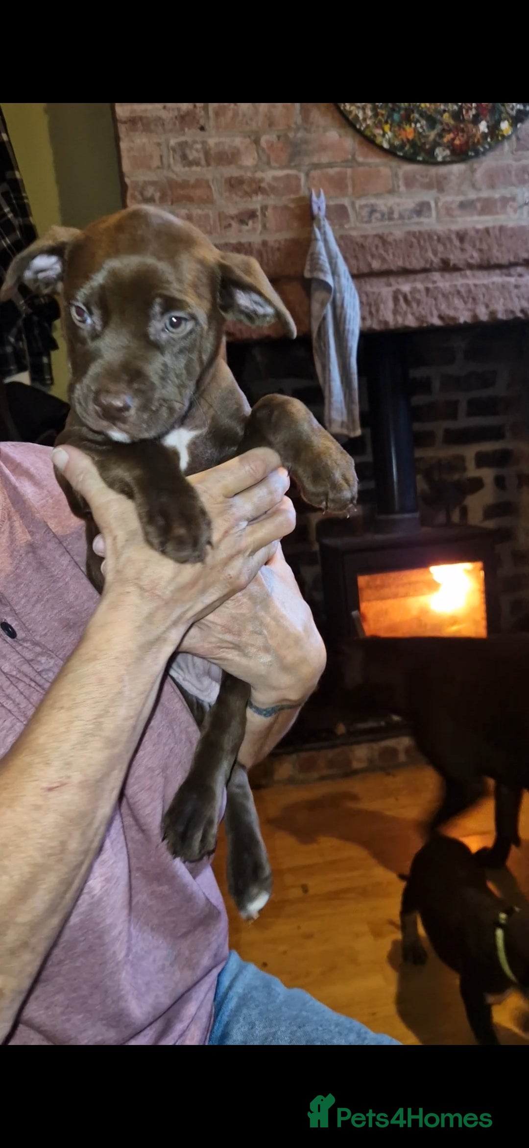 Mixed Breed dogs for sale: Doberman/labrador x american bulldog/english staff - Advert 1