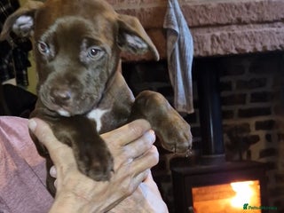 Mixed Breed dogs Doberman/labrador x american bulldog/english staff - Advert 8