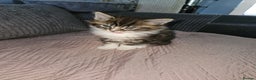 Maine Coon cats for sale: Beautiful main coon kitten ready for a new home. - Advert 12