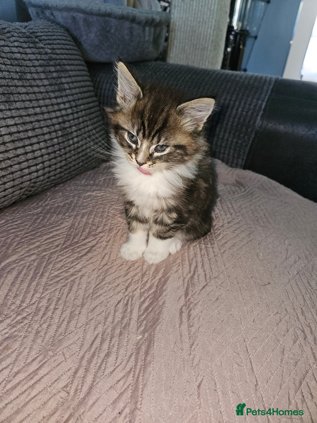 Maine Coon cats for sale: Beautiful main coon kitten ready for a new home. - Advert 12