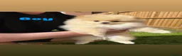 Pomeranian dogs for sale: Pure-Breed Toy Pomeranians  - Advert 4