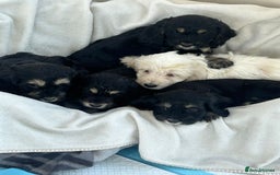 Cockapoo dogs for sale: Adorable F1 cockapoo puppies  - Image 33